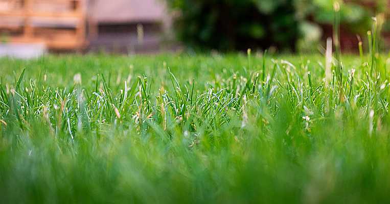 Is RV Antifreeze Toxic to Grass?