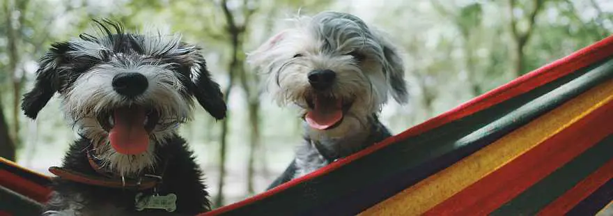 Can My Dog Ride in the Travel Trailer?