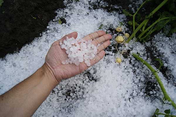 Hailstones gathered in the hand and below it
