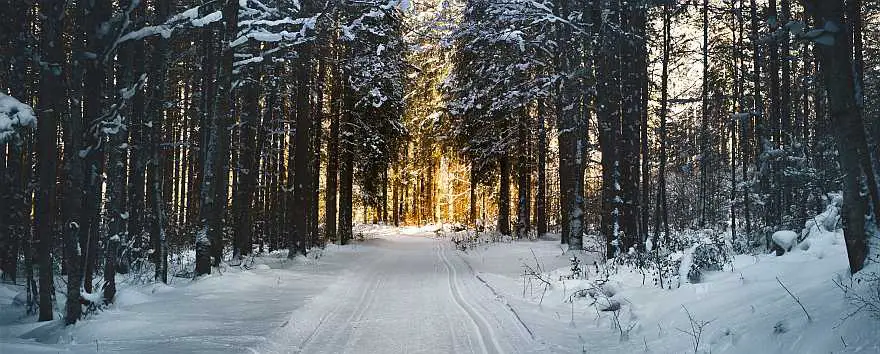 Snowing road surrounding by trees in winter